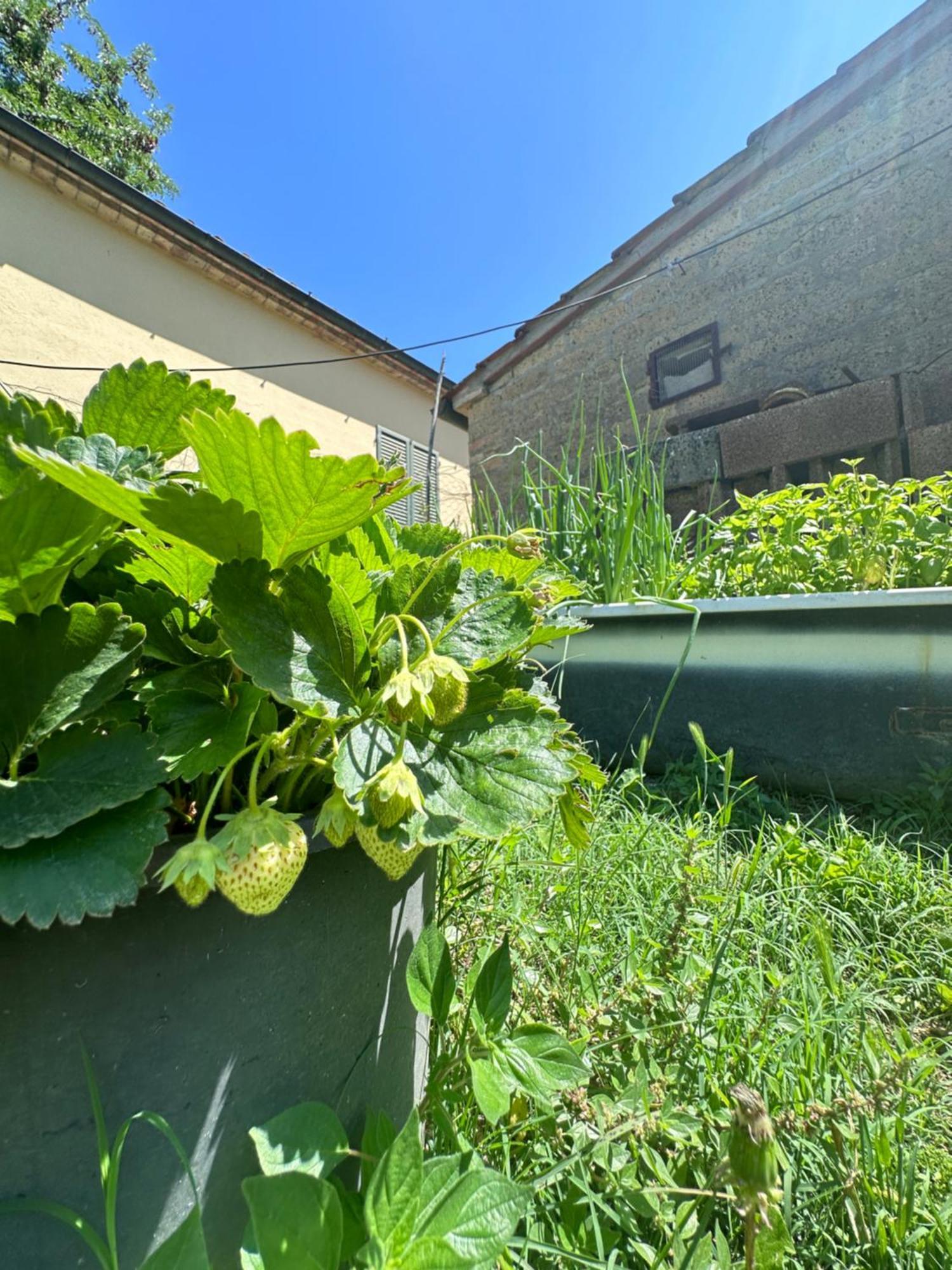 Agriturismo San Biagio Villa Montepulciano Stazione Екстериор снимка